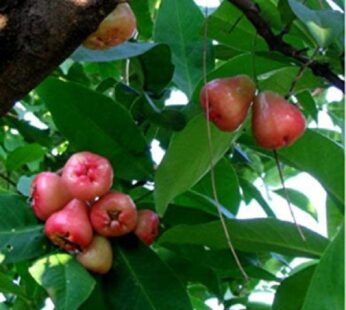 Jambu White Guava, Love Apple Plant