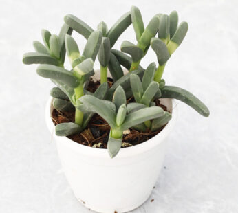 Juttadinteria Albata – Succulent Plant