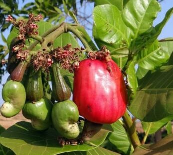 Kaju Tree, Kaju Plant