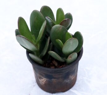 Kalanchoe Luciae ‘Oricula’ Green – Succulent Plant