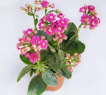Kalanchoe Pink Plant
