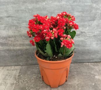 Kalanchoe Red Plant