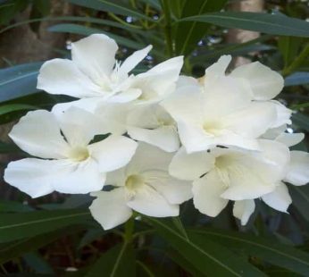 Kaner, Nerium Oleander White, Single Plant