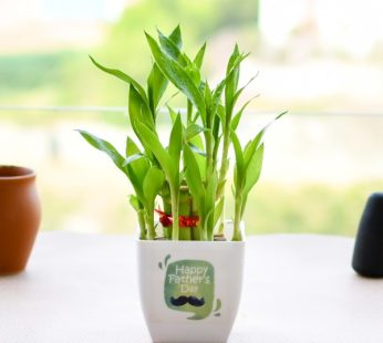 Lucky Bamboo Plant for Gifting to Celebrate Fathers Day