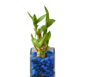Lucky Bamboo Plant in Square Glass Bowl for Green Gifting