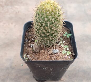 Mammillaria Eriacantha – Cactus