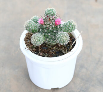 Mammillaria Hahniana – Cactus