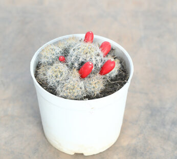 Mammillaria Prolifera – Cactus