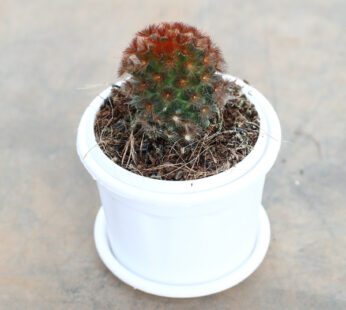 Mammillaria spinosissima, Red-Headed Irishman – Cactus