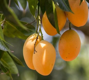 Mango Tree Alphonso-Grafted Plant