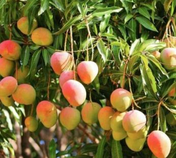 Mango Tree Badami-Grafted Plant
