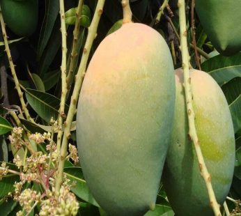 Mango Tree Kesar, Grafted Plant