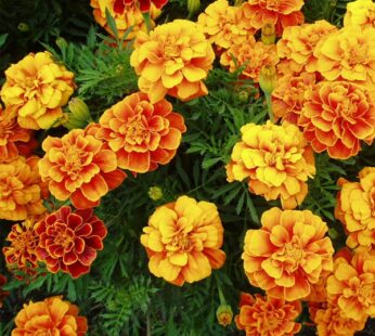 Marigold Guljafri Mixed Color Flowering Seeds