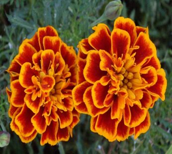 Marigold Jafri Flowering Seeds