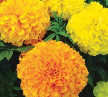 Marigold Mixed Color, Tagetes Erecta Mixed Color Flowering Seeds
