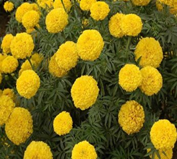 Marigold Pusa Basanti, Tagetes Erecta Pusa Basanti Flowering Seeds