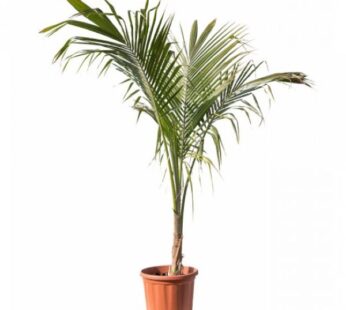Mascarena Palm Plant