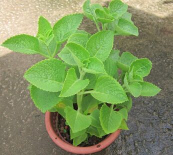 Mexican mint, Patharchur, Ajwain Leaves Plant