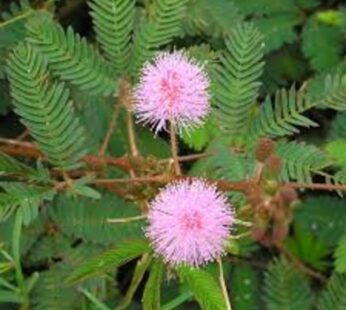 Mimosa Pudica, Touch me not, Chui mui Plant