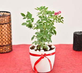 Miniature Rose in Decorative Pot for Green Gifting
