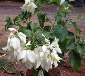 Mussaenda (White) Plant