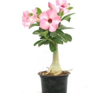 Adenium Baby Pink Plant