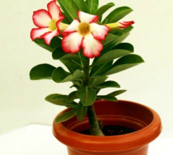 Adenium Grown Through Seeds, Any Color Plant
