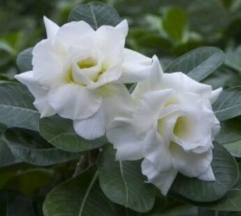 Adenium White Double Plant