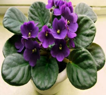 African Violets (Purple) Plant