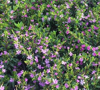 Cuphea Hyssopifolia Lavender Plant