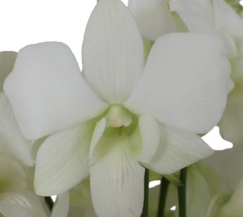 Dendrobium Orchid Any Variety, White Plant
