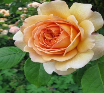 English Rose Orange Plant