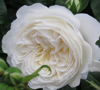 English Rose White Plant