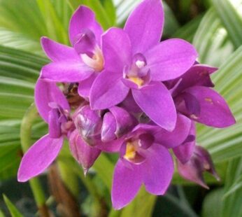 Ground Orchid, Spathoglottis Plicata Purple  Plant