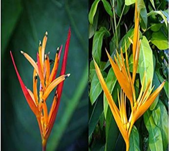 Heliconia Psittacorum, Heliconia Lady Diana Red Plant