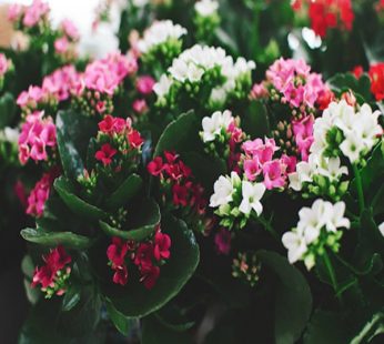 Kalanchoe Any Color  Plant
