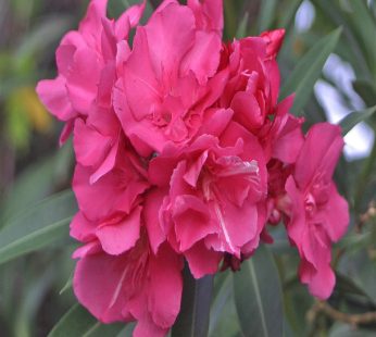 Kaner, Nerium Oleander Pink, Double Plant