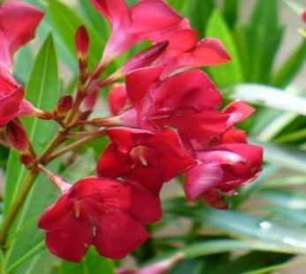 Kaner, Nerium Oleander Red, Single Plant