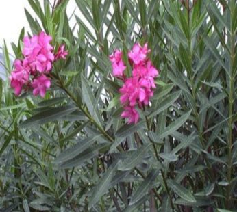 Kaner, Nerium Oleander Variegated Plant