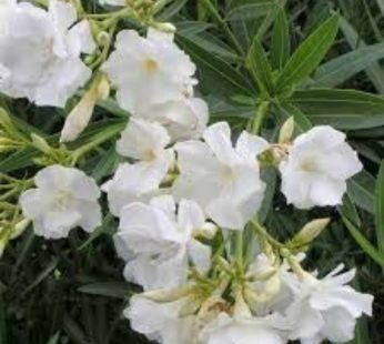 Kaner, Nerium Oleander White, Double Plant