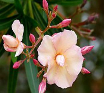 Kaner, Nerium Oleander Pink, Single Plant