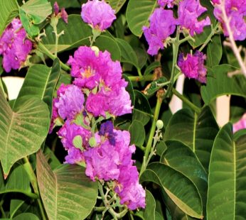 Pride Of India, Taman, Lagerstroemia Speciosa – Plant