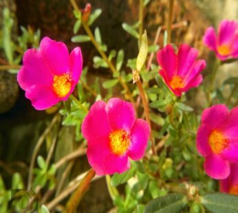Portulaca Oleracea, 10 O Clock Pink Plant