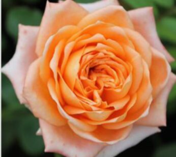 Rose Lotus, Orange Plant