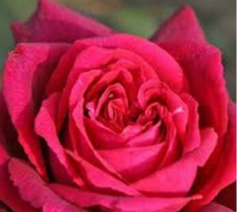 Rose Marigold, Red Plant