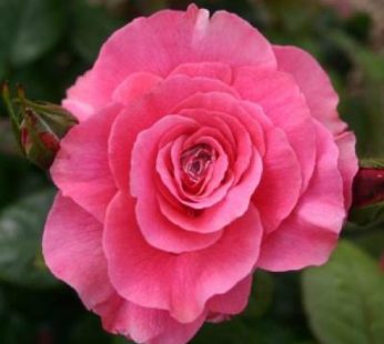 English Rose Peach Plant