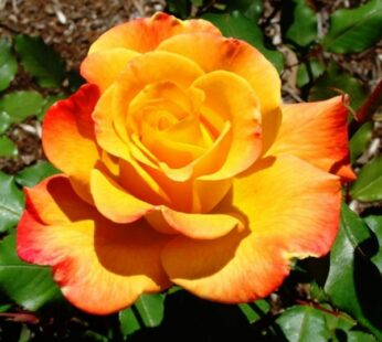 Rose Yellow – Orange Plant