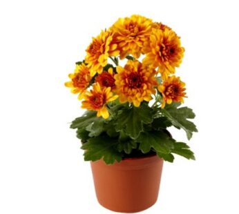 Shevanti, Chrysanthemum Orange Plant