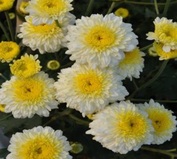 Shevanti, Chrysanthemum White, Yellow Plant