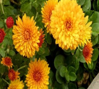 Shevanti, Chrysanthemum Yellow, Plant